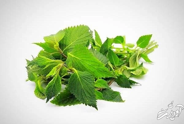 درمان گیاهی تبخال لب بادرنجویه